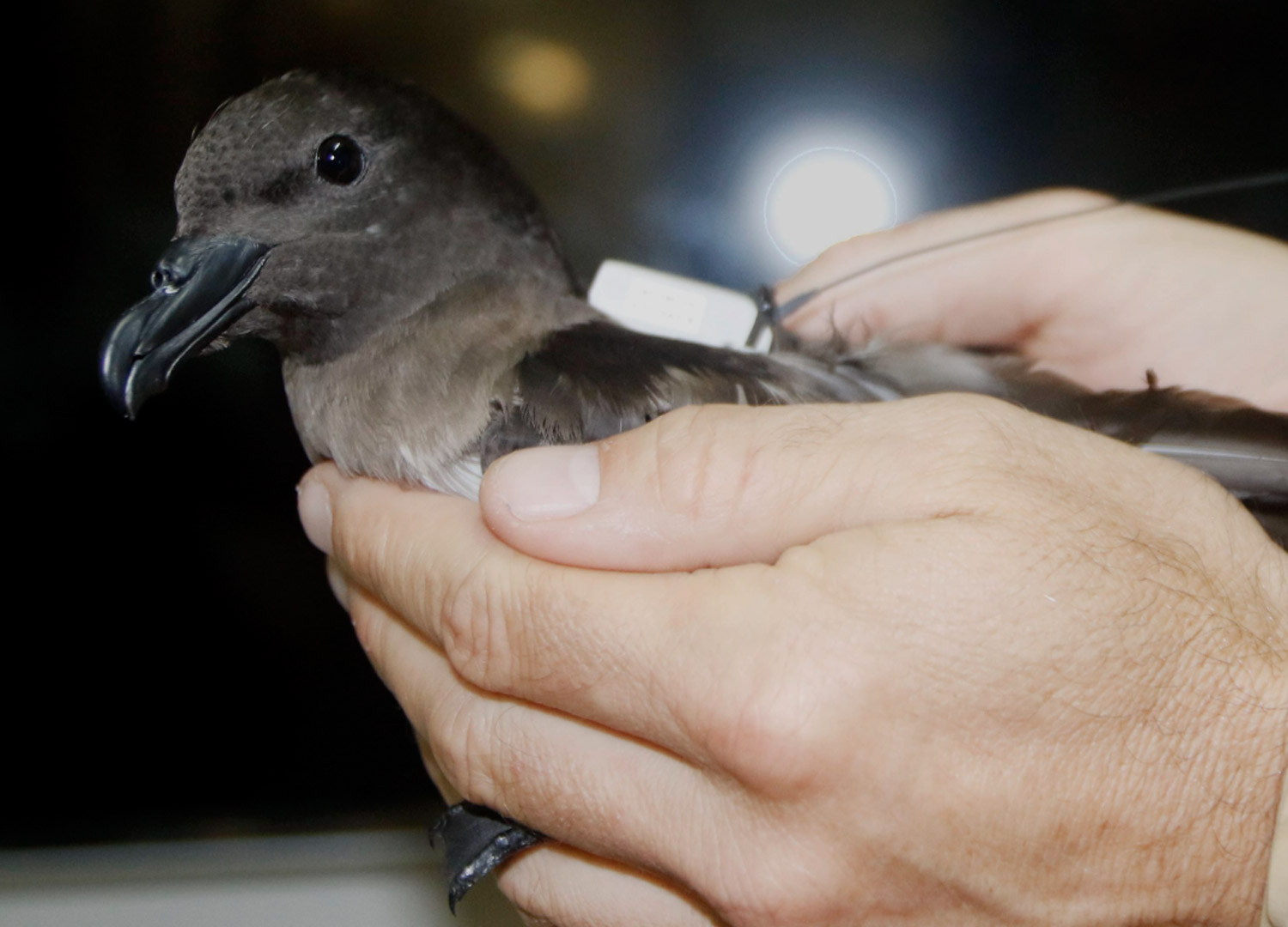 soiseau bird sciences environment